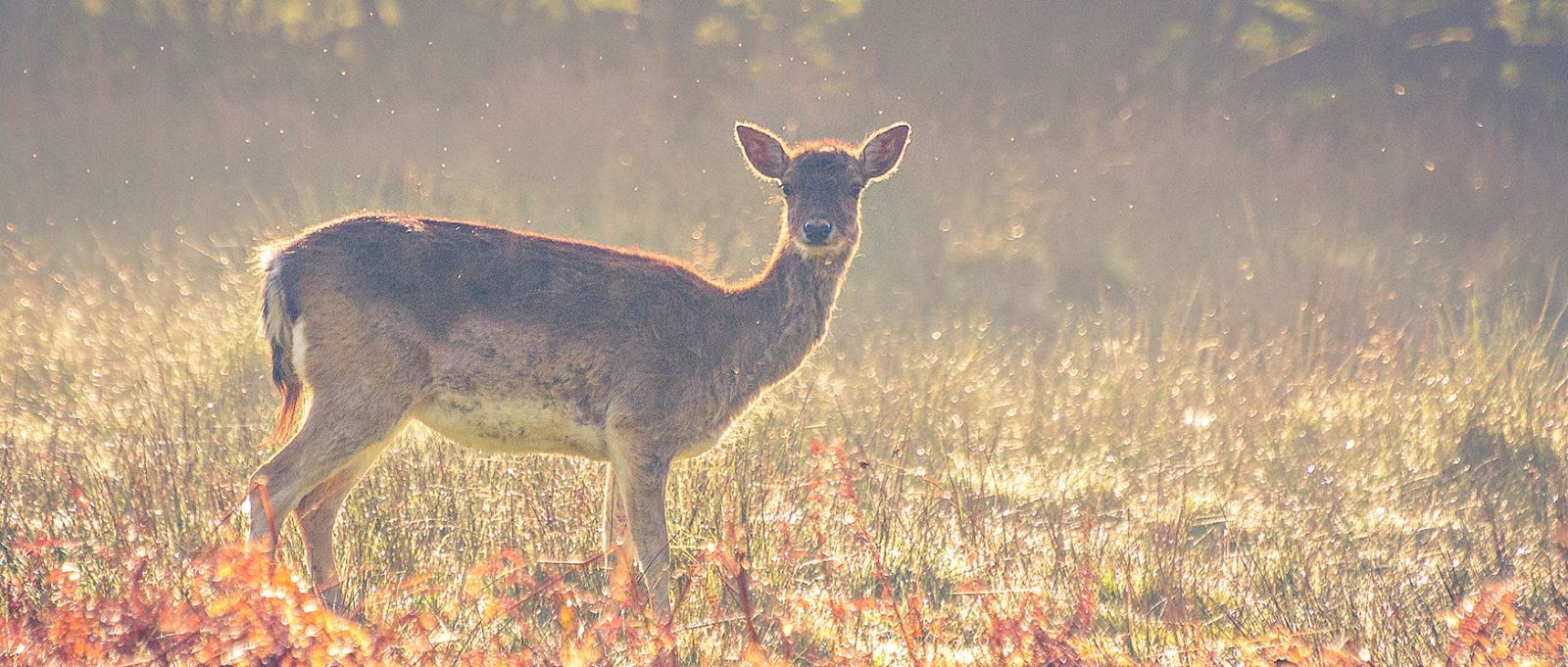 Deer at Bolderwood, Hampshire